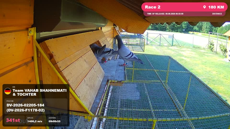 Pigeon Arrival Image For Race Race 2