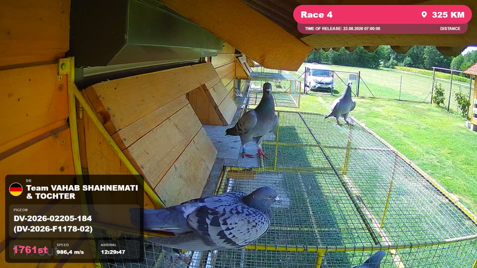 Pigeon Arrival Image For Race Race 4