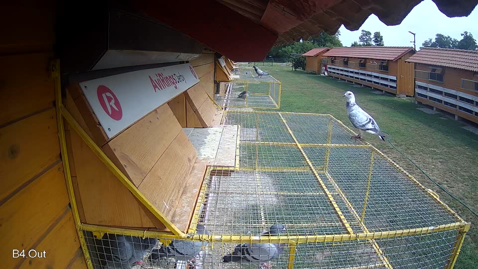 Pigeon Arrival Image For Race Race 3