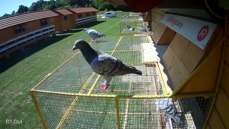 Pigeon Arrival Image For Race Race 2