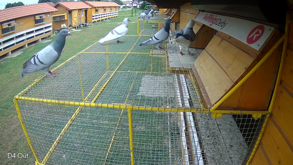 Pigeon Arrival Image For Race Race 3