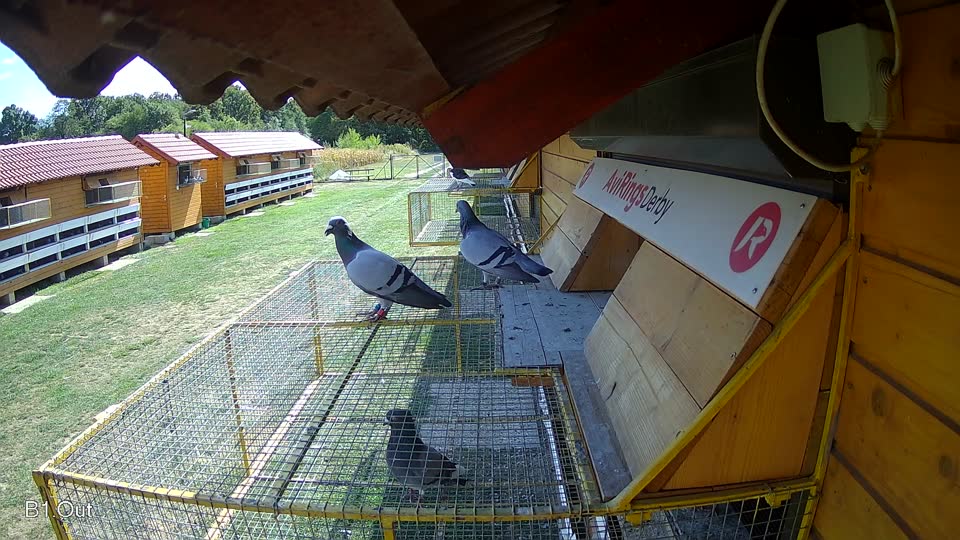 Pigeon Arrival Image For Race Race 5