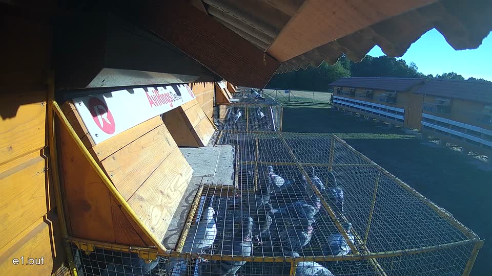 Pigeon Arrival Image For Race Race 3