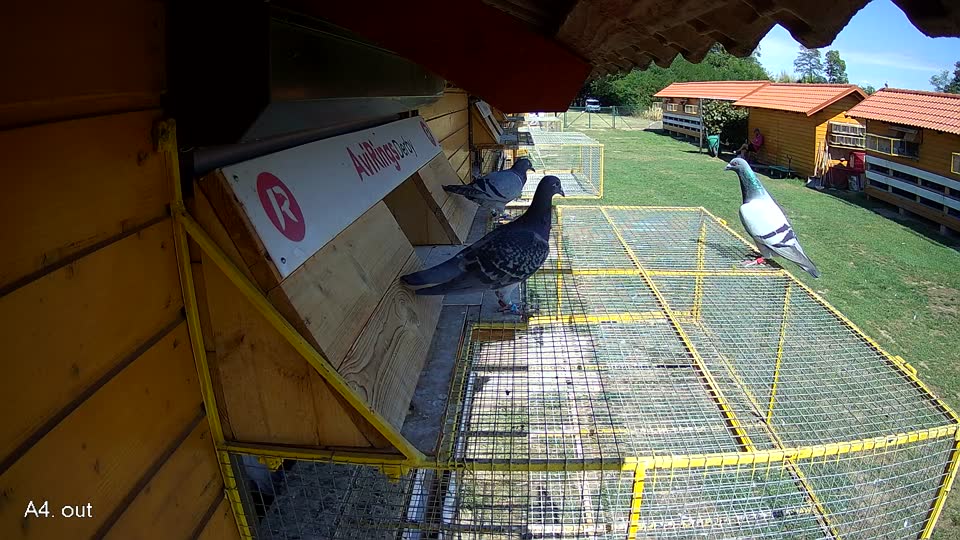 Pigeon Arrival Image For Race Race 4