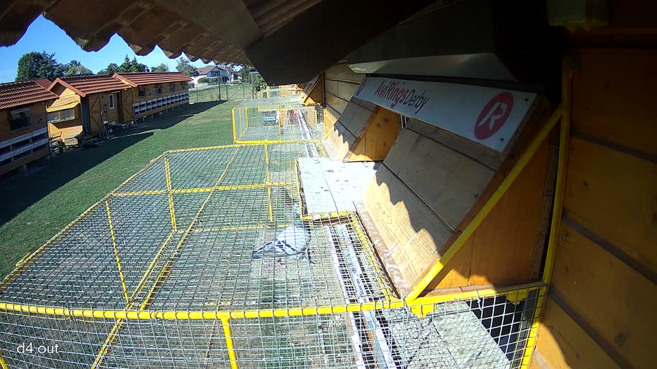 Pigeon Arrival Image For Race Final Race 1/3