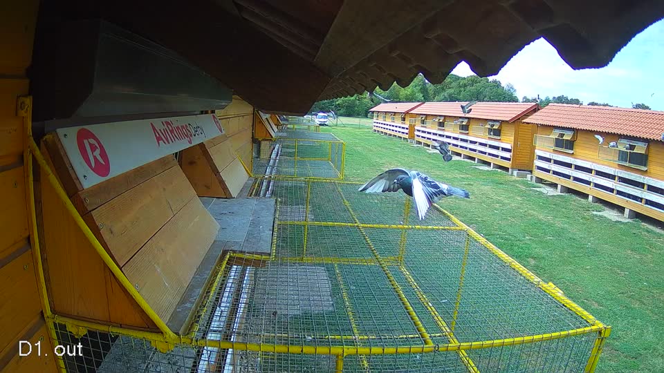 Pigeon Arrival Image For Race Race 4