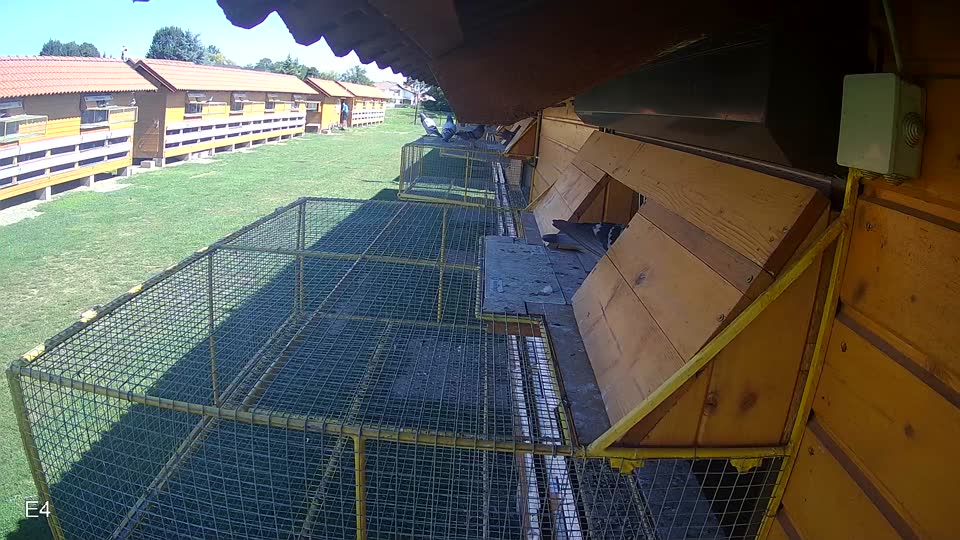 Pigeon Arrival Image For Race Race 2