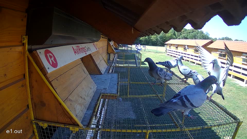 Pigeon Arrival Image For Race Race 3