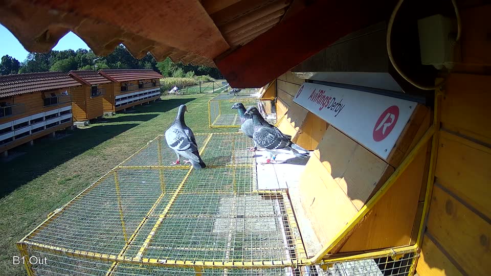 Pigeon Arrival Image For Race Race 2