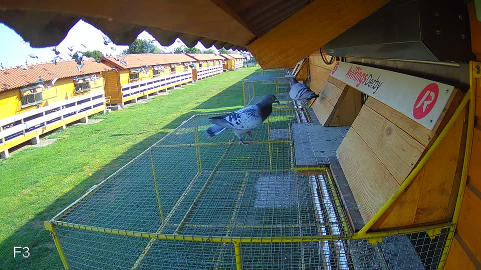 Pigeon Arrival Image For Race Race 1
