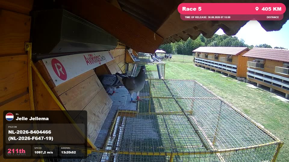 Pigeon Arrival Image For Race Race 5