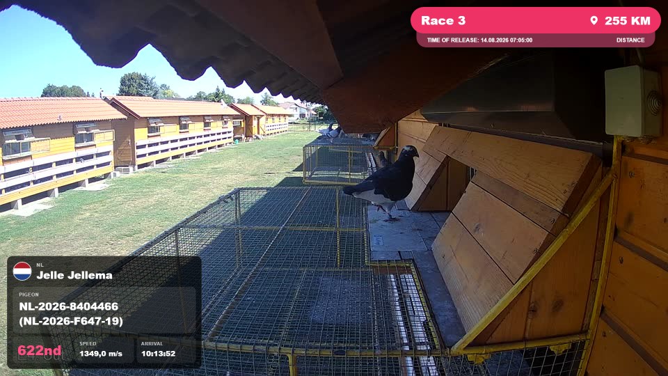 Pigeon Arrival Image For Race Race 3