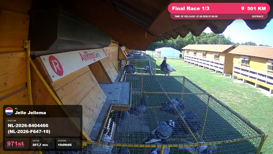Pigeon Arrival Image For Race Final Race 1/3