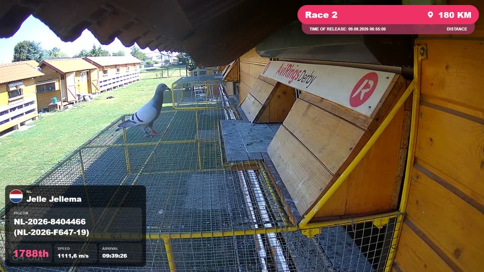 Pigeon Arrival Image For Race Race 2