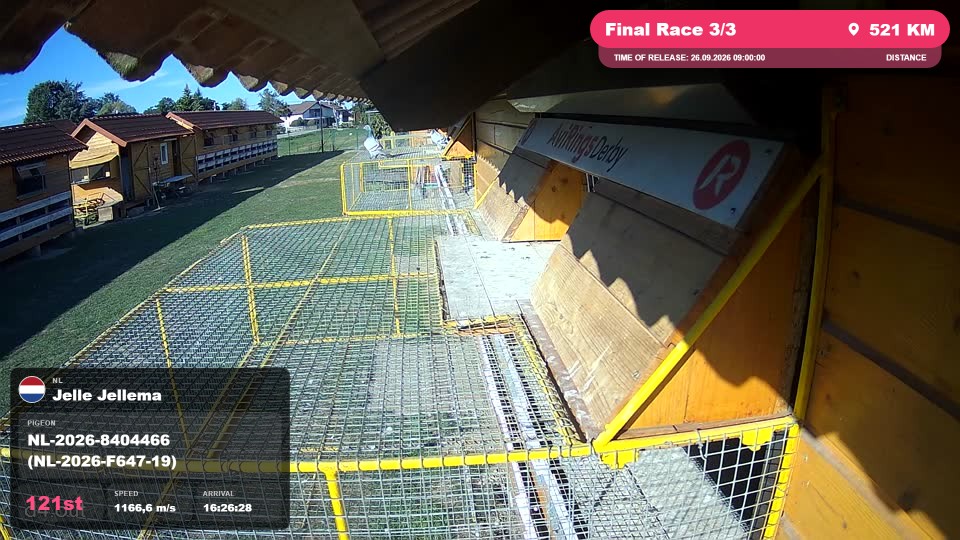 Pigeon Arrival Image For Race Final Race 3/3