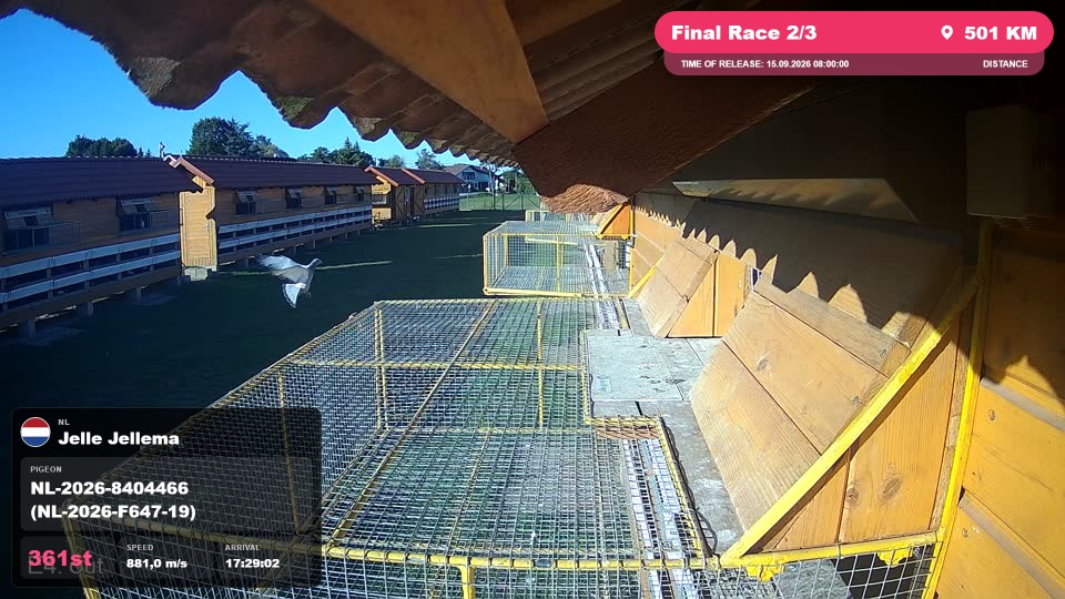 Pigeon Arrival Image For Race Final Race 2/3