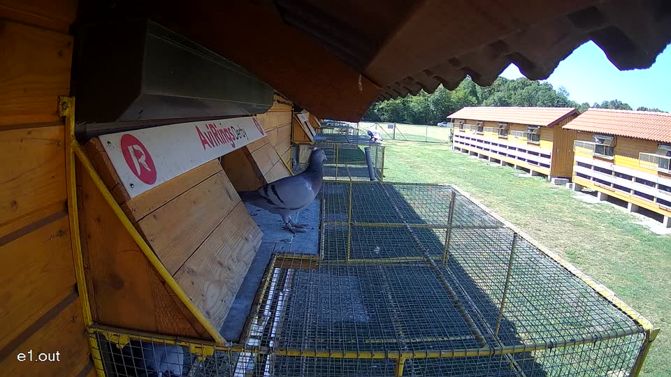 Pigeon Arrival Image For Race Race 3
