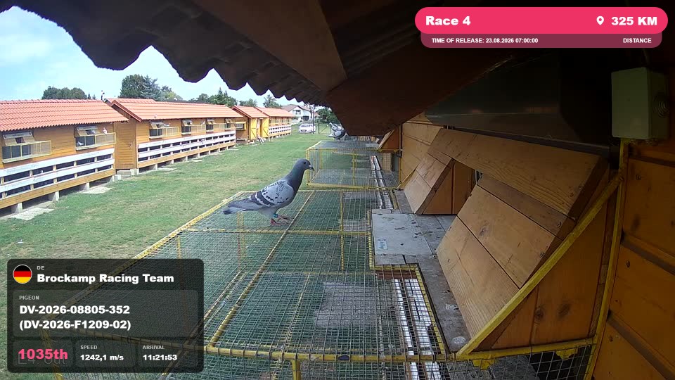 Pigeon Arrival Image For Race Race 4