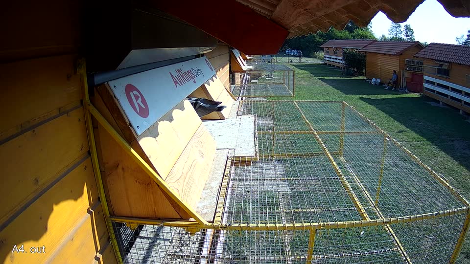 Pigeon Arrival Image For Race Race 1