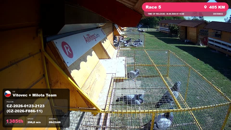 Pigeon Arrival Image For Race Race 5