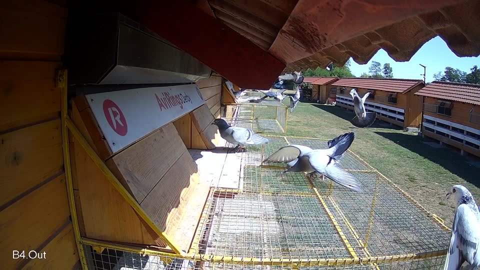 Pigeon Arrival Image For Race Race 3