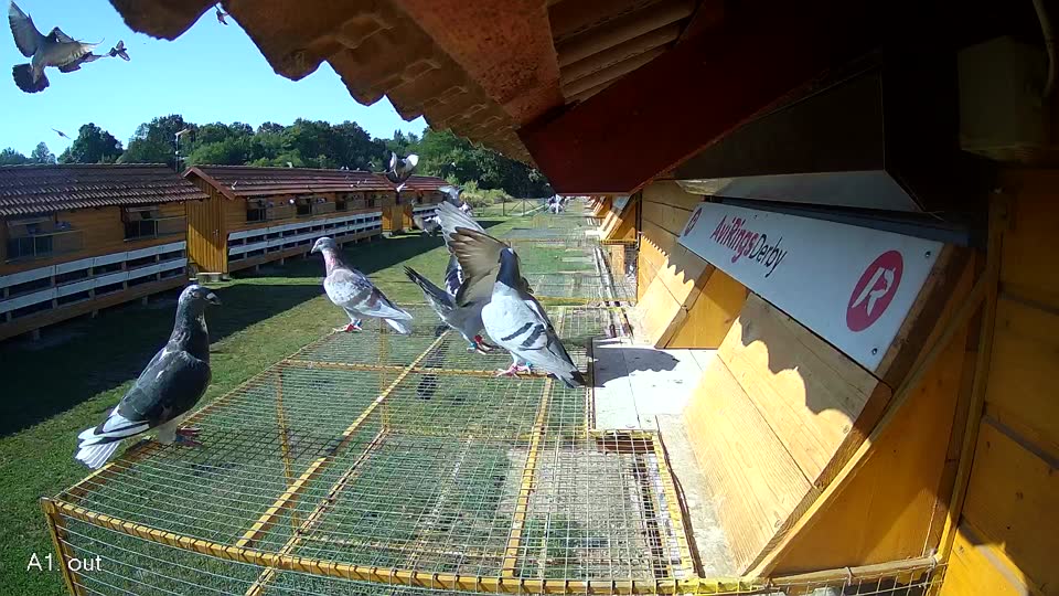 Pigeon Arrival Image For Race Race 2