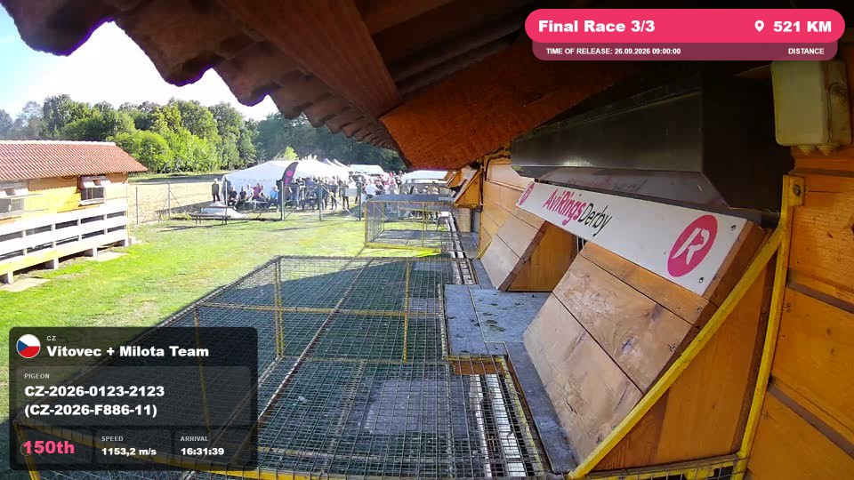 Pigeon Arrival Image For Race Final Race 3/3