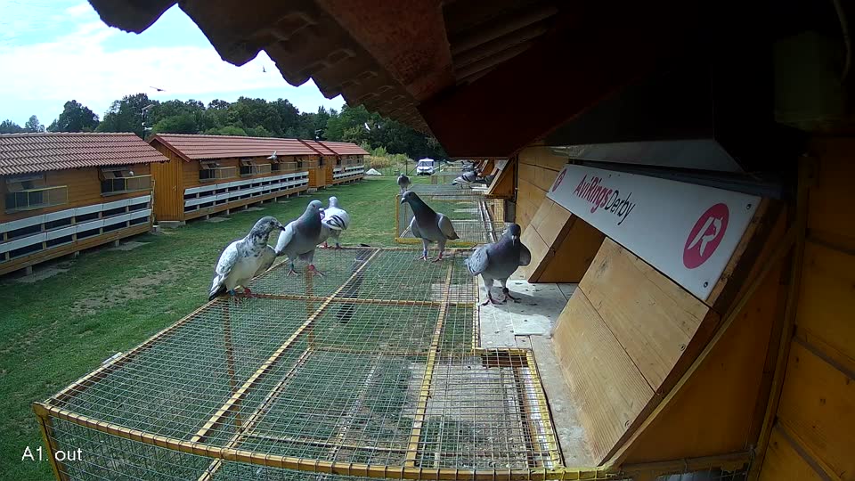 Pigeon Arrival Image For Race Race 4