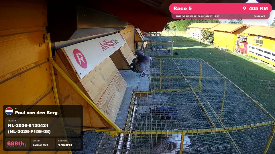 Pigeon Arrival Image For Race Race 5