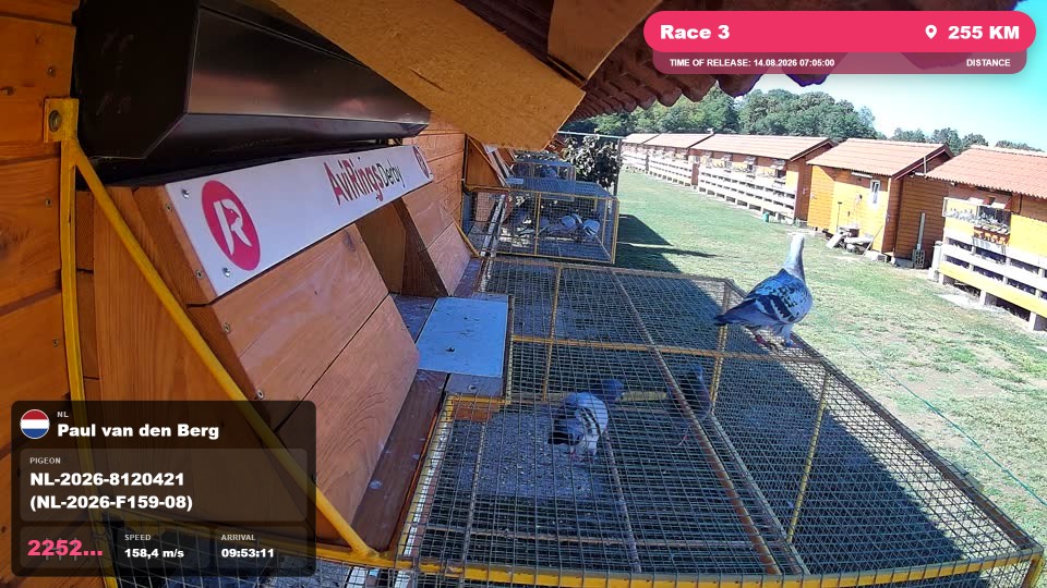Pigeon Arrival Image For Race Race 3