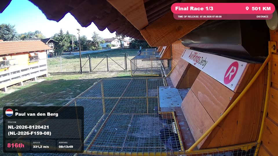 Pigeon Arrival Image For Race Final Race 1/3