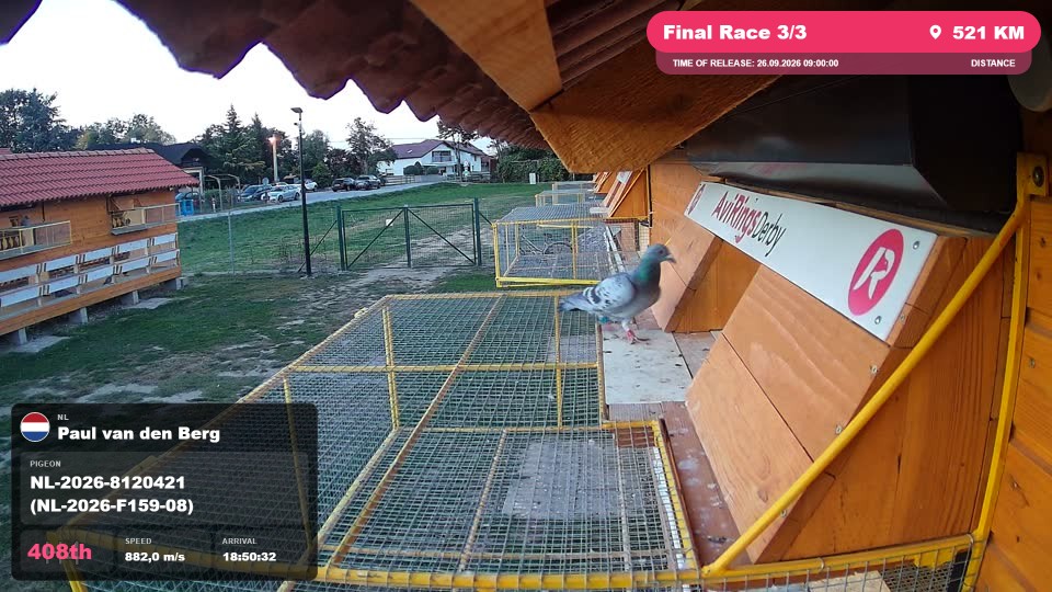 Pigeon Arrival Image For Race Final Race 3/3