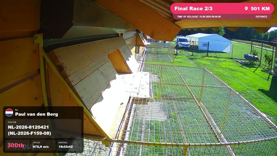 Pigeon Arrival Image For Race Final Race 2/3