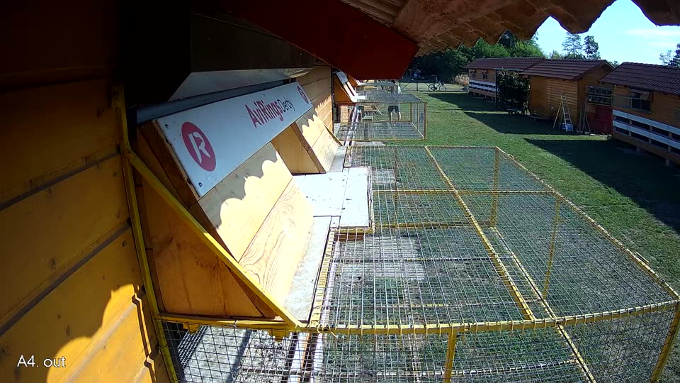 Pigeon Arrival Image For Race Race 2