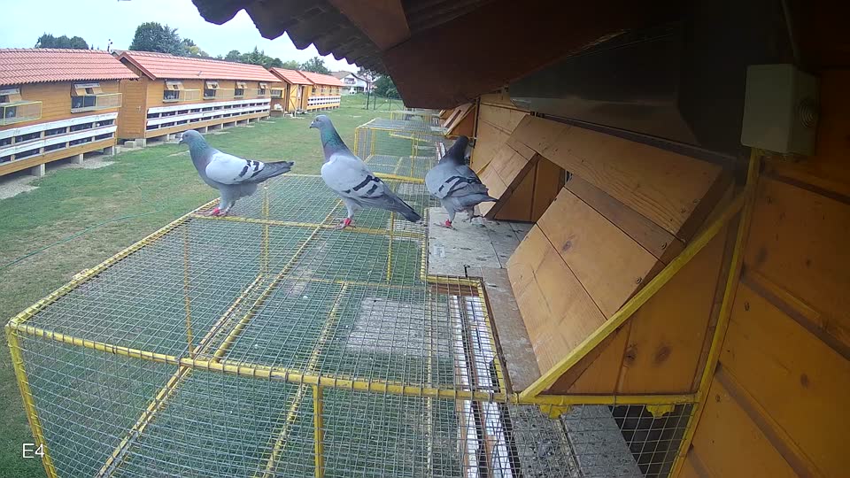 Pigeon Arrival Image For Race Race 3