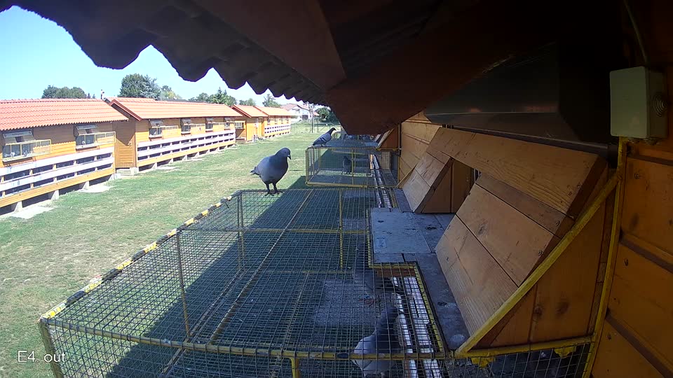 Pigeon Arrival Image For Race Race 5