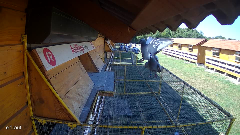 Pigeon Arrival Image For Race Race 3