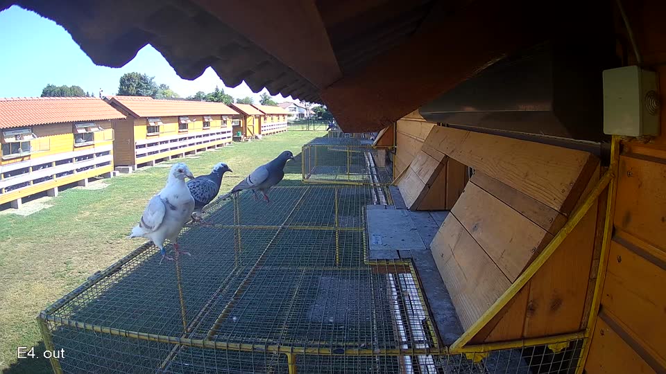 Pigeon Arrival Image For Race Race 2
