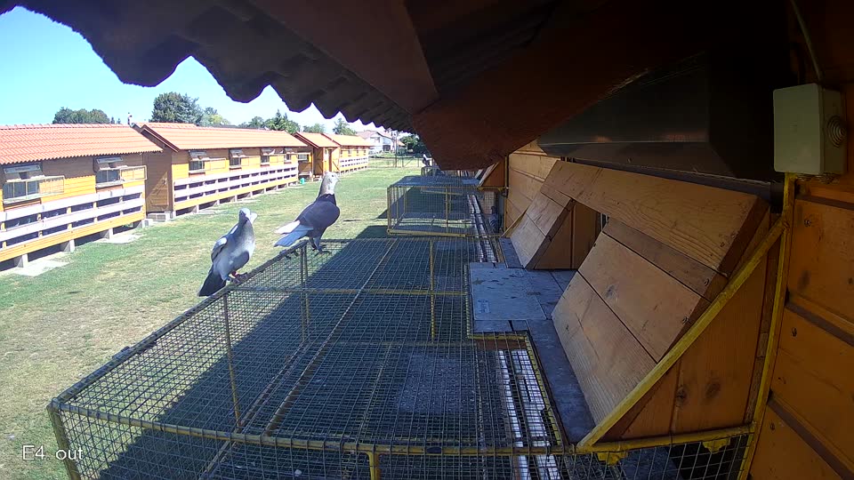 Pigeon Arrival Image For Race Race 3