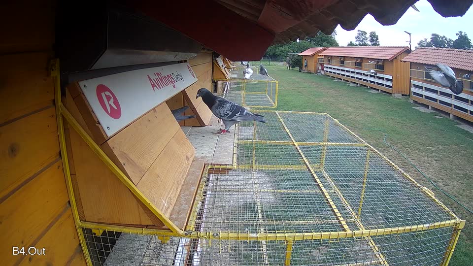 Pigeon Arrival Image For Race Race 3