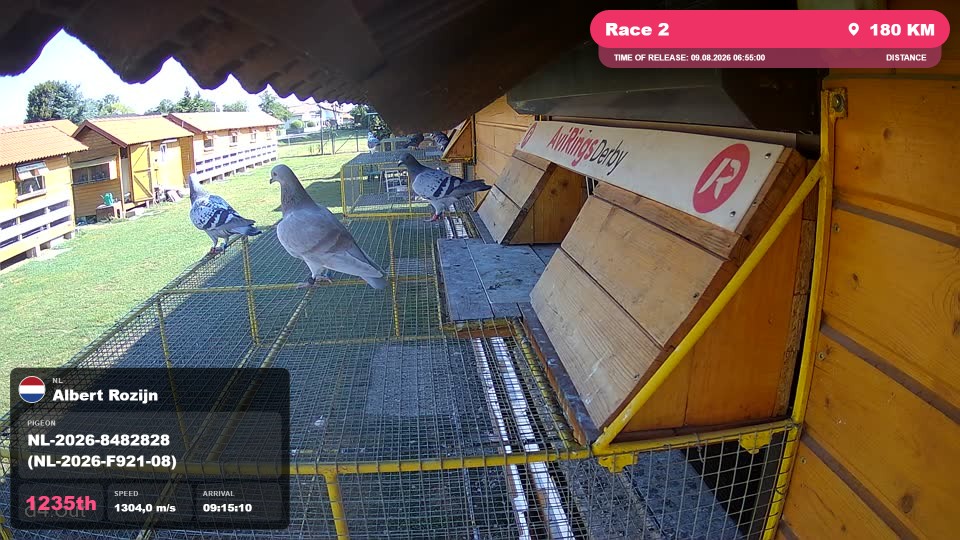 Pigeon Arrival Image For Race Race 2