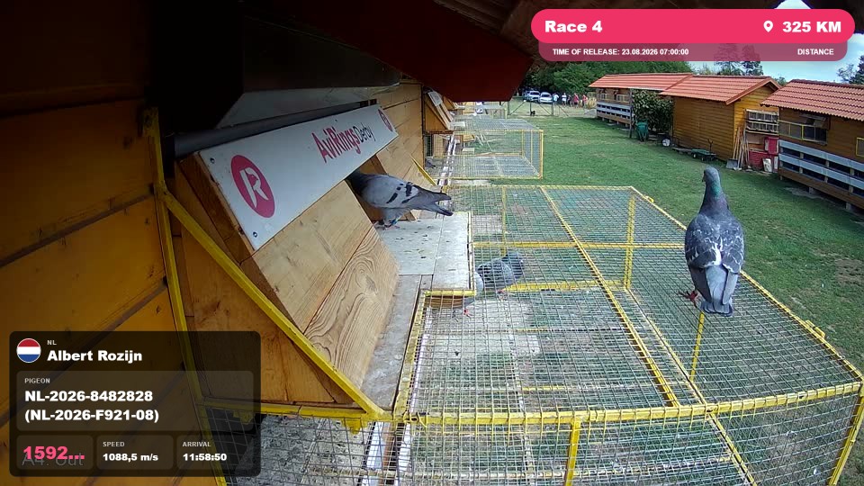 Pigeon Arrival Image For Race Race 4