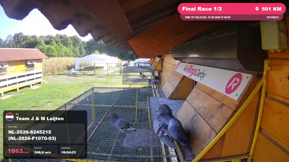 Pigeon Arrival Image For Race Final Race 1/3