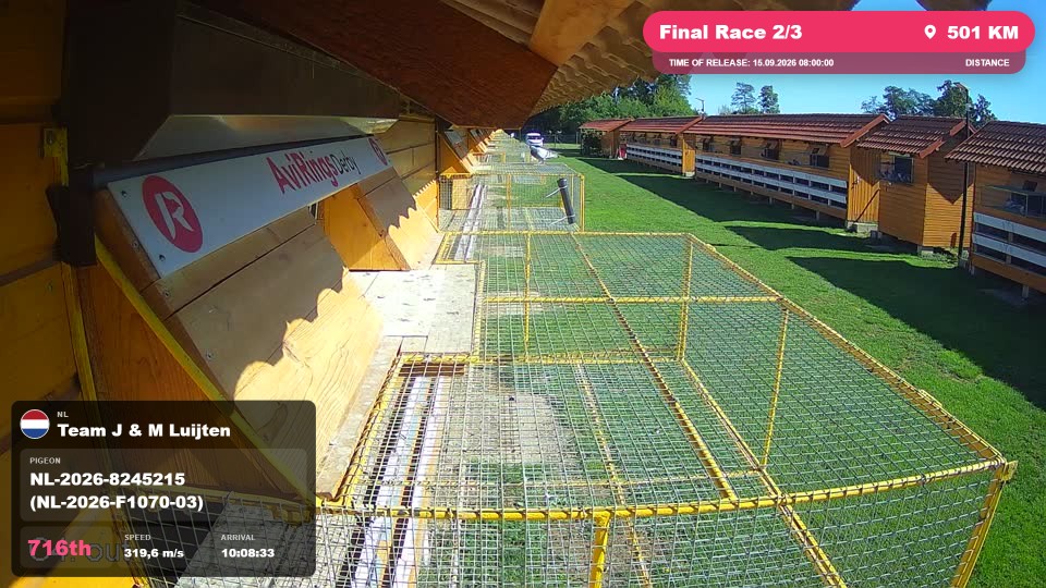 Pigeon Arrival Image For Race Final Race 2/3