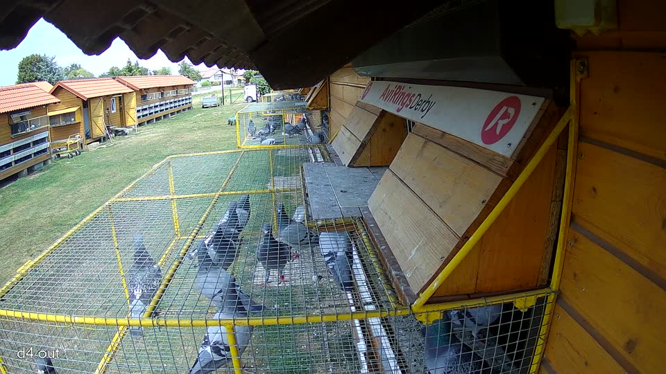 Pigeon Arrival Image For Race Race 1