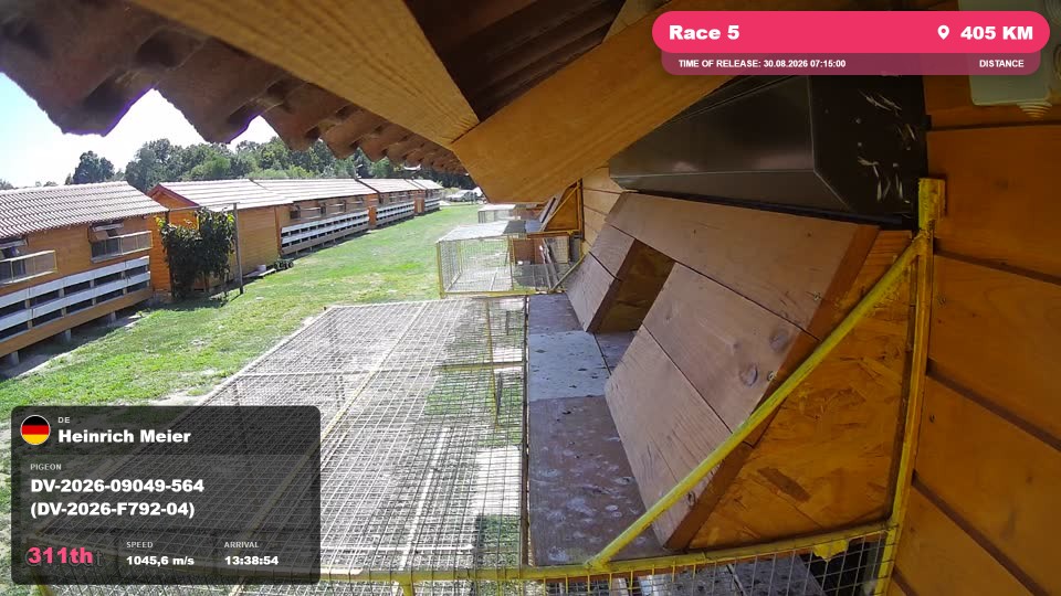 Pigeon Arrival Image For Race Race 5