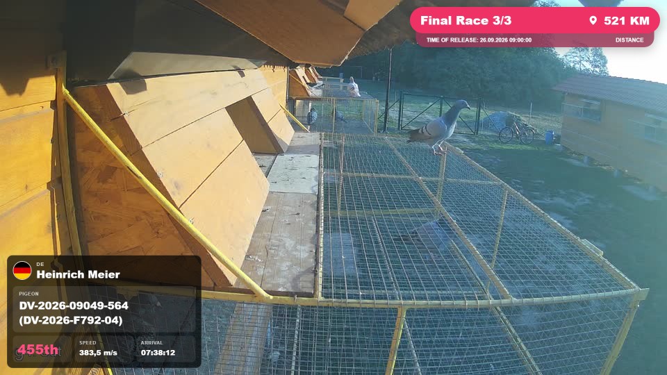 Pigeon Arrival Image For Race Final Race 3/3