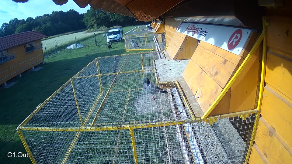 Pigeon Arrival Image For Race Race 6