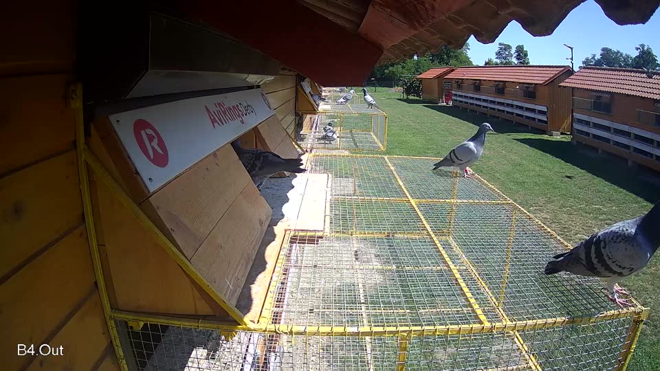 Pigeon Arrival Image For Race Race 2