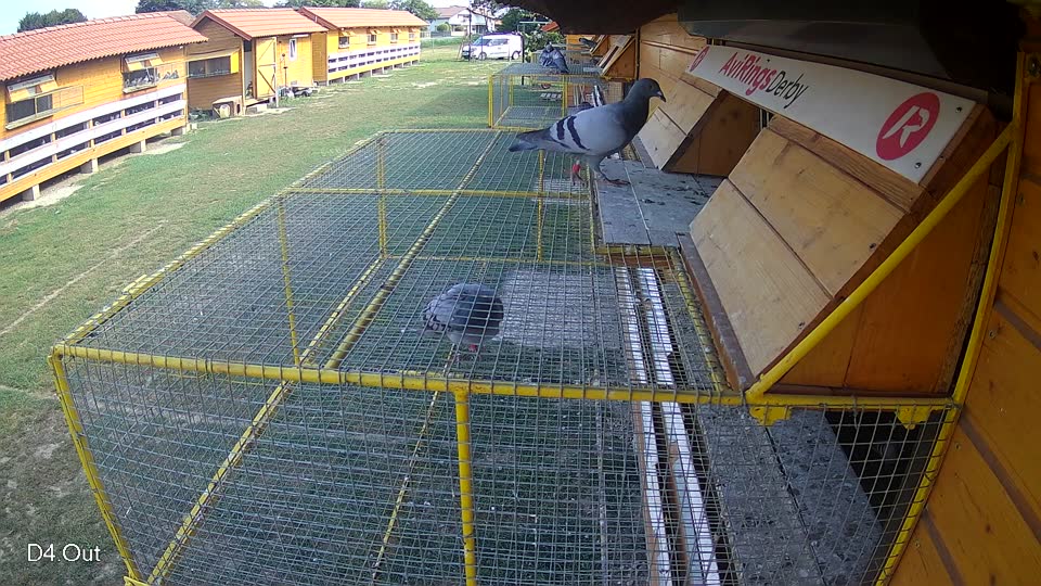 Pigeon Arrival Image For Race Race 4